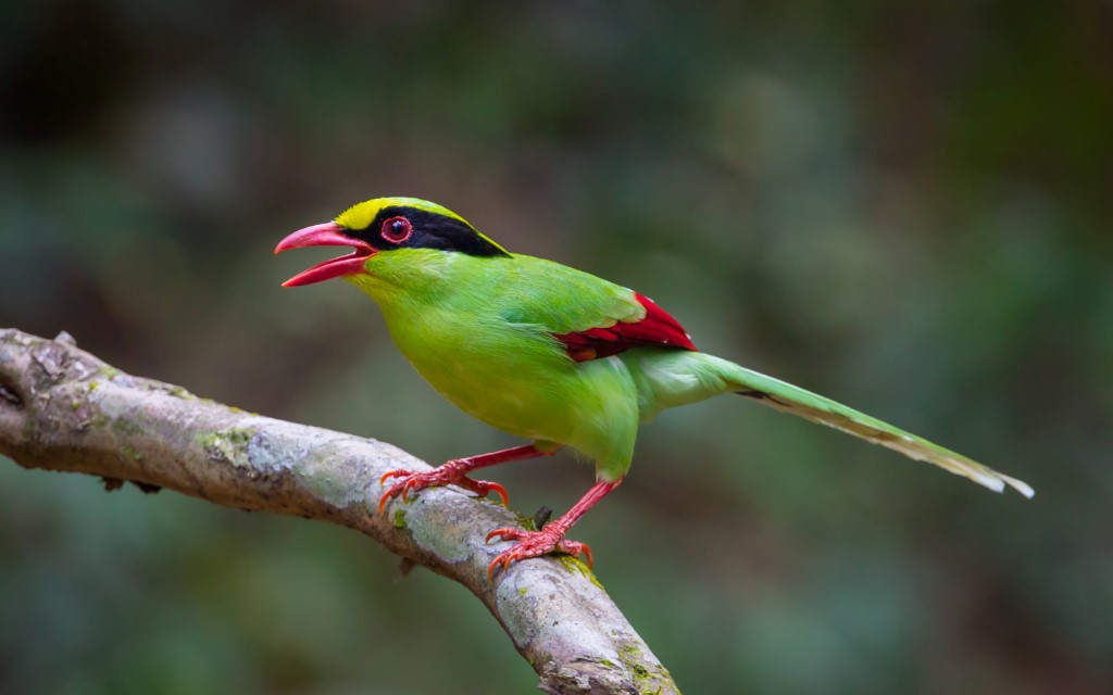 Green Magpie